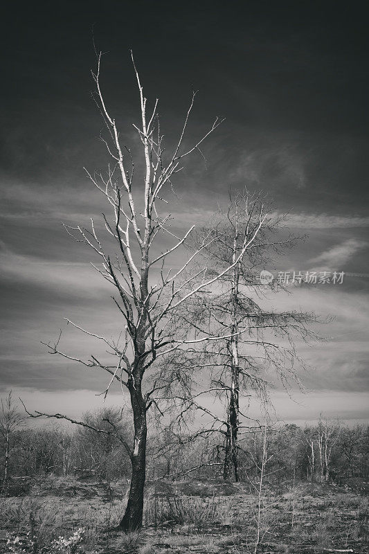 红外树，Frensham Common, Surrey Hills